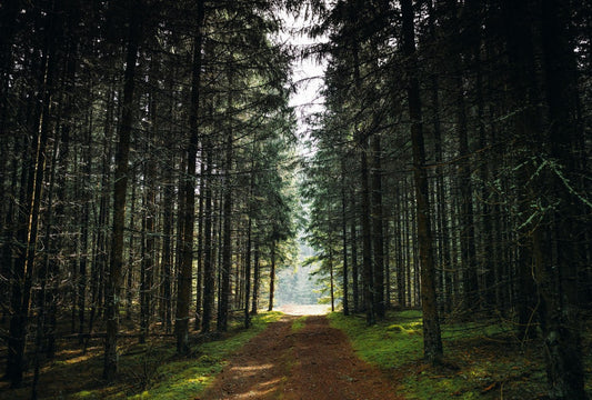 Trazabilidad para decidir